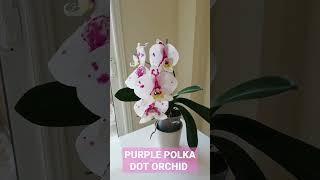 Purple Polka Dot Orchid #orchidlovers #orchidcare