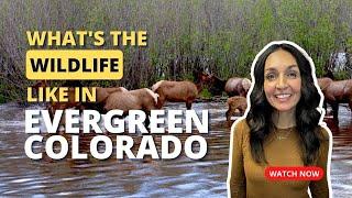 Evergreen Colorado - What is the Wildlife like in Evergreen Colorado?
