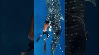 Freeing a Whale Shark from Dangerous Debris | Ocean Rescue  #shorts #ocean #rescue