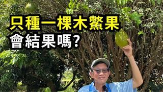 木鱉果種多久開花結果?只種一棵會結果嗎?木鱉果種子如何種植?分享木鱉子育苗到定植的做法| 阿星種植