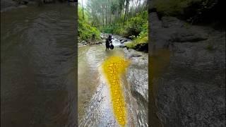 How lucky this man is he found gold in the forest river #discoveringgold #findinggold #goldfields