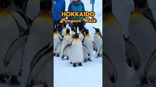 The Penguin Walk - Hokkaido, Japan #japan #japantravel #hokkaido #hokkaidotrip