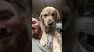 Odin The Golden, Mokai Shop dog #goldenretriever