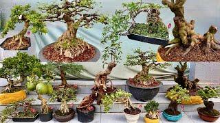 Trung Hiếu 3/4 chào bán lô bonsai thập cẩm, có nhiều cây giá dễ chơi