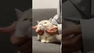 超软超可爱！！#撸猫第一视角 #每日吸猫 #我和我的猫