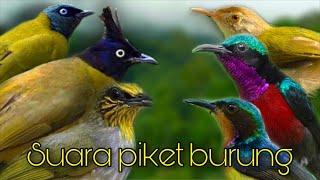 รวมเสียงนก เสียงเรียกนก นกปรอดใต้ Suara piket burung 1/2023 | birdwild chaiya