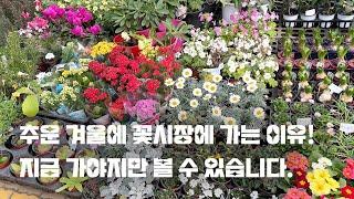 겨울 꽃시장에서만 볼 수 있는 것들 | 양재 꽃시장 | 대림원예종묘 | 꽃나무&침엽수 추천