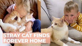 From A Lonely Stray To A Beloved Family Cat | The Cat Chronicles