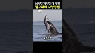 바다의 양아치 범고래의 사냥방법 #shorts #동물 #유머