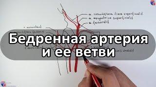 Бедренная артерия и ее ветви - meduniver.com