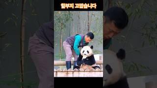 강바오님 후이바오 사랑   에버랜드 판다월드