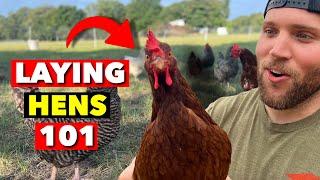 I’VE BEEN RAISING LAYING HENS FOR 5 YEARS. HERE’S WHAT YOU NEED TO KNOW