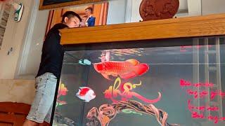 Feeding Super Red Arowana and King Kong Parrot Fish