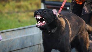 Malinois puppy. Dangerous "experiment", unexpected attack.