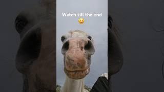 Seriously watch what Samira does! Till the end! #love #horse #cute #funny #equestrian #shorts #cute