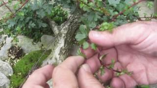 Hawthorn Bonsai Techniques Part Three