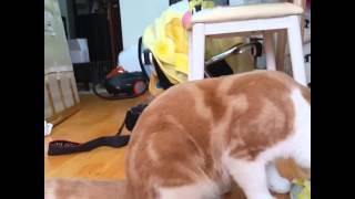 참외먹는고양이