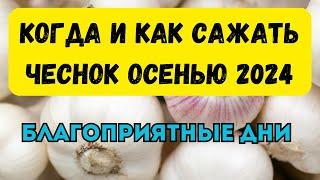 Когда и как сажать чеснок осенью 2024 года. Правила посадки чеснока осенью. Благоприятные дни