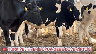 TÜRKİYE’nin EN BÜYÜK GEBE DÜVE YETİŞTİRME MERKEZİ “EGEGENETİK” #hayvancılık #damızlık #gebedüve