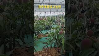 #청주망고#망고빙수#선물용#충북애플망고