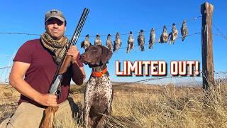 Hunting wild California QUAIL to train my bird dog