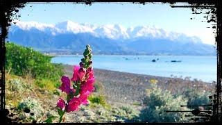 Essence of KAIKOURA: Wild Coastal Beauty of New Zealand's Hidden Gem