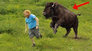 Funny Animals - Bison Chasing And  Attacking People - Animals Videos (2020)