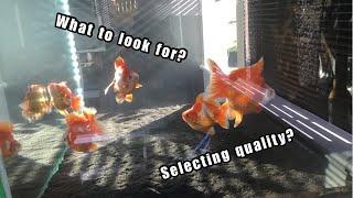 How to choose you goldfish? Selecting High quality Ryukin