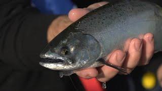 IFISHTV Lake Bullen Merri Chinook Salmon