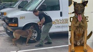Virginia Beach Sheriff's Office gets new K9 coworker