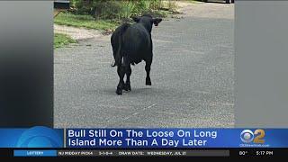 Bull Still On The Loose On Long Island More Than A Day Later