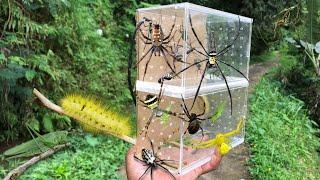 Amazing unique spider hunt‼️ catching various kinds of spiders, hairy caterpillars, katydids