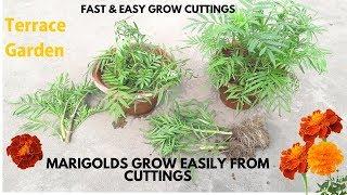 Marigolds grow easily from cuttings.// गेंदा को कटिंग से लगाए। Grow Marigold  in- Terrace Garden.