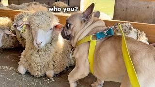 Sheep Surprise! French Bulldog's Hilarious Encounter At A Sheep Farm