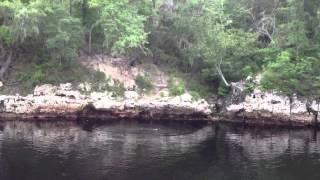 Rope swing on Suwannee River