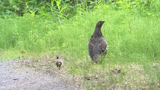 Spruce Grouse Chicks