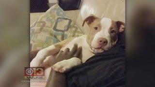 Gwynn Oak Family Searching For Missing Dog Ziggy