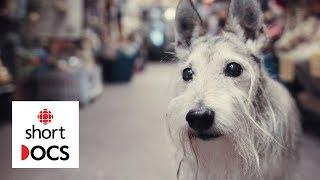 A celebration of old dogs, from the people who love them most | In Dog Years