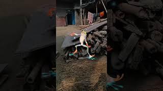 Frog  funny # dance  viral # video  trinding # short 