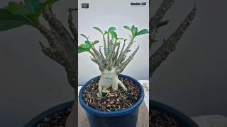 Adenium Arabicum Plant #bonsai #adenium #plants #adeniumgarden #shorts #viral #desertrose #gardening