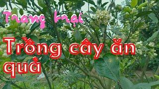 21#Trang trại trồng cây ăn quả / miền quê yêu dấu/ hoàng mai cuộc sống miền quê