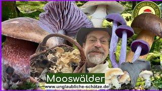 Pilze in Mooswäldern - Speisepilze im Sonnenschein! Pilze suchen sammeln im Oktober 2024