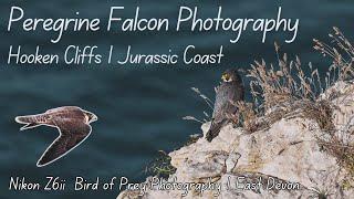 Finding The Peregrine Falcon on the Jurassic Coast  | Bird of Prey Photography | East Devon