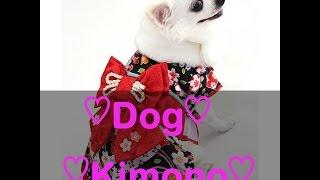 Dog Kimono Shop In Japan