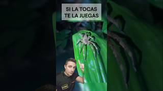 Si la tocas te la juegas.#supervivencia #sabiasque #curiosidades