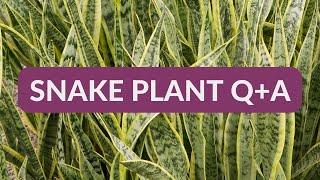 ANSWERING YOUR QUESTIONS ABOUT SNAKE PLANTS / JoyUsGarden