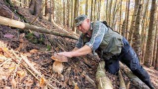 Білі гриби на нових місцях, в кінці сезону, порадували врожаєм.