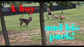 Pit Bulls, a wolf & a boy: What could go wrong?