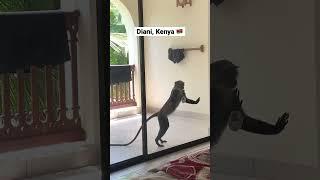 Monkey tries to break into room 