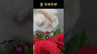 꽃 두부두부 #shorts #cat #고양이 #고양이일상 #고양이영상